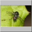 Rivellia syngenesiae - Fliege 01b 5mm.jpg